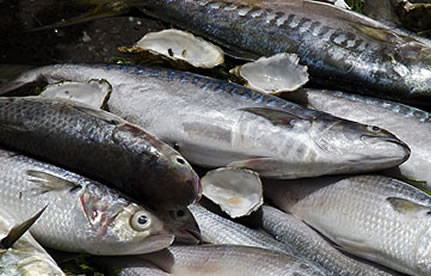 凍魚進口流程和手續(xù)？