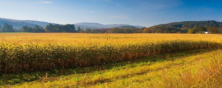 農(nóng)產(chǎn)品進(jìn)口關(guān)稅配額政策梳理