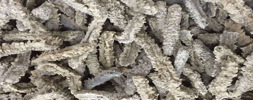 從加拿大進口海參如何清關？需要哪些資質(zhì)？