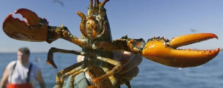 水產(chǎn)進(jìn)口：波士頓龍蝦進(jìn)口中國現(xiàn)狀