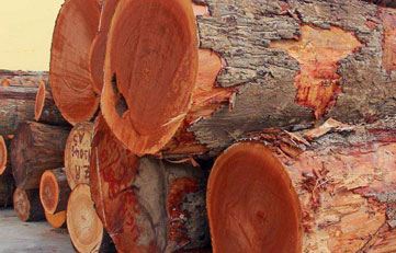 木材進(jìn)口報(bào)關(guān)如何申報(bào)？木材進(jìn)口清關(guān)注意事項(xiàng)？