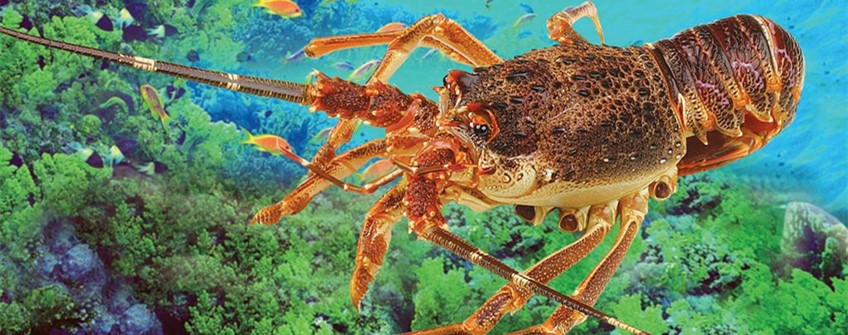 龍蝦進口報關(guān)：龍蝦進口流程和手續(xù)