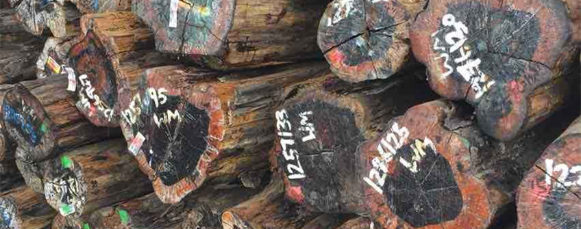 廣州清關(guān)：南美鐵豆木原木進口清關(guān)操作流程