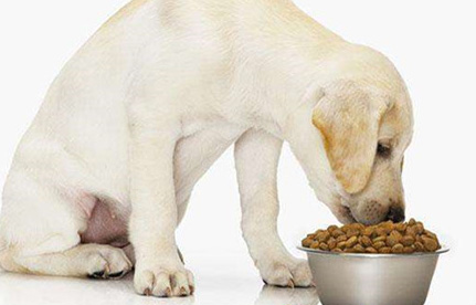 狗糧進口清關(guān)手續(xù)及清關(guān)流程