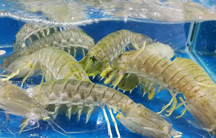 海鮮怎么進口報關？有哪些注意事項？